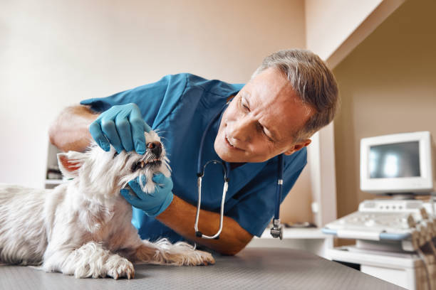 Best Emergency Wisdom Tooth Extraction in Monona, IA